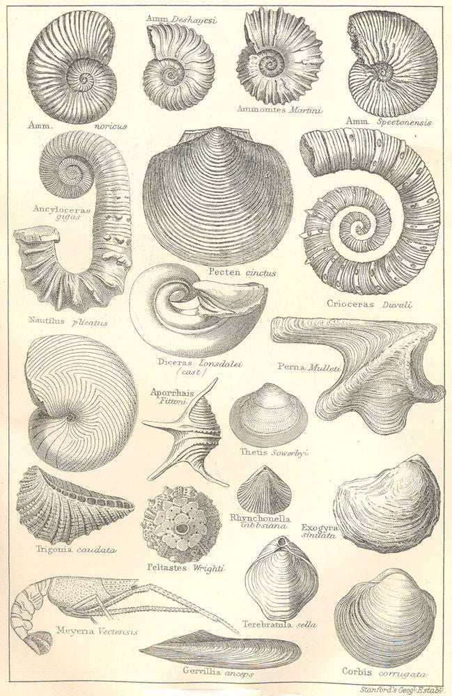 BRITISH FOSSILS. Lower Cretaceous Greensand. Molluscs. Ammonites. STANFORD 1880